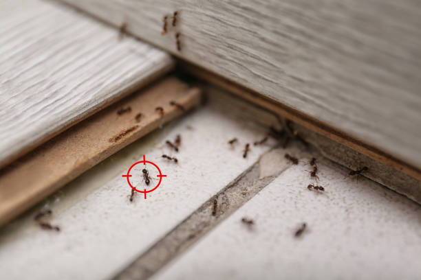 Best Wasp Removal Services  in Azle, TX